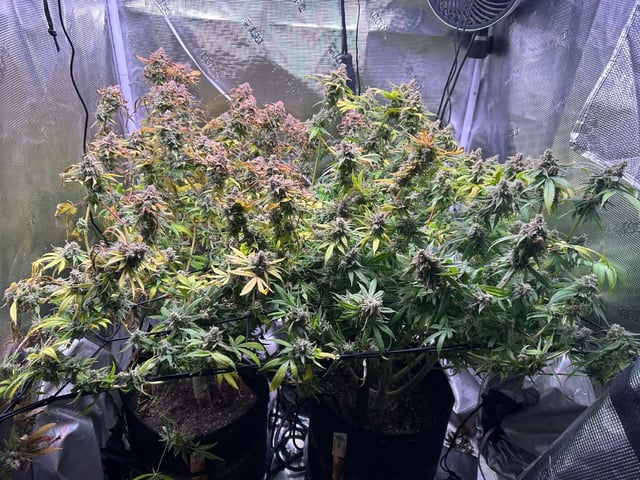 Blue Dream Feminized 