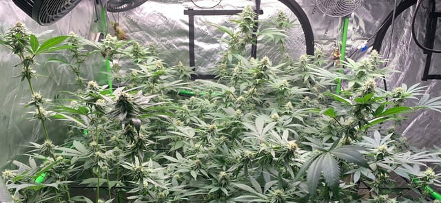 Papaya Frosting  — flower, day 95