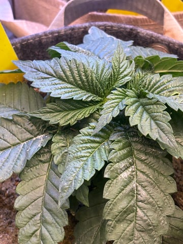 Airborne G13  — vegetative, day 1