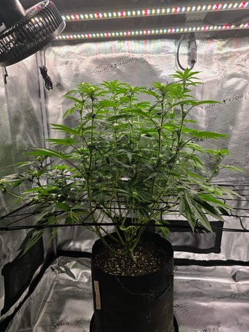 Northern lights #10 (Alaska) — flower, day 52