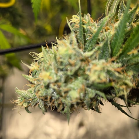 Big Momma Blue Dream  — flower, day 60