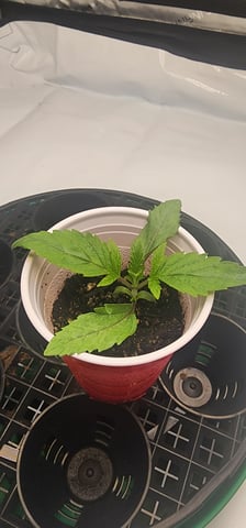 1st grow Dr. Nefario — seedling_rooting, day 15