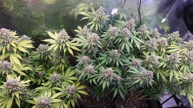 Closet grow  — flower, day 91