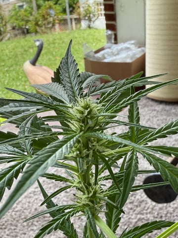 •Freedom Grow• — auto, day 43