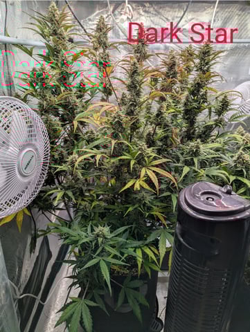 Dark Star — flower, day 69