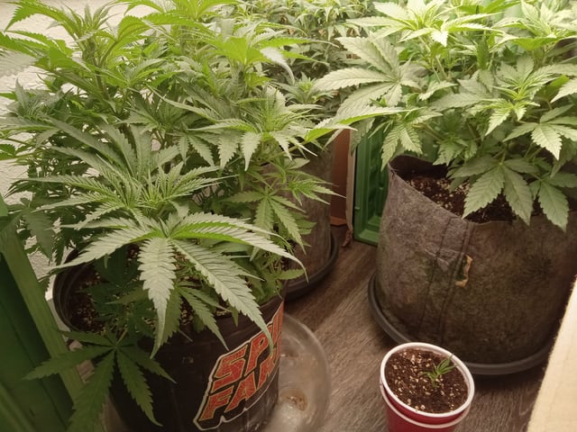 Blueberry critical kush x purple peyote wifi  and one L.a kush cake . — flower, day 33
