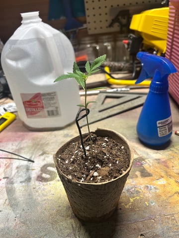 First ever grow — vegetative, day 21