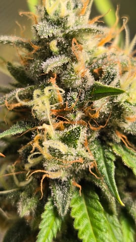 Big Momma Blue Dream  — flower, day 56