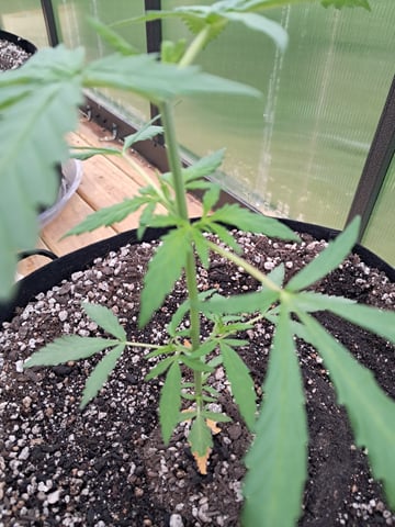 re-start new germination — vegetative, day 42