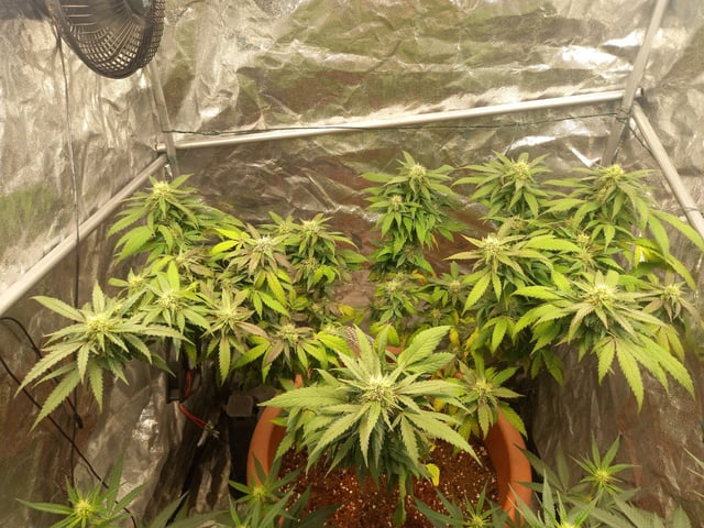 ( Guava Dawg × Sour Tangie ) F2 — flower, day 17