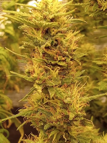 Gorilla Zittels ---also Manderian Sunset -a Applefritter-and Chem Dog -and Mendo Guva! — flower, day 158