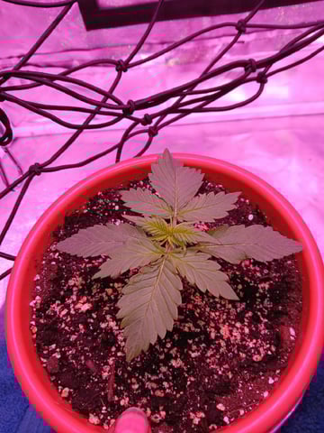 CountryG  — seedling_rooting, day 18