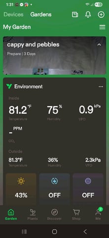 fruity pebbles, cap junky — seedling_rooting, day 10