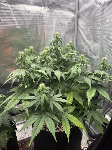 Batch #3 — flower, day 27