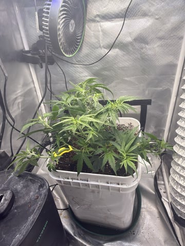 Key Lime Pie — vegetative, day 29