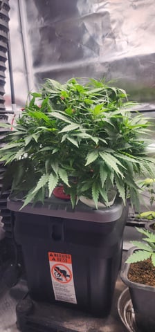 El Chemi Kiwi autoflower  — vegetative, day 40