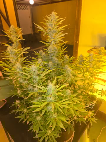 2nd Autoflower Indoor Grow — flower, day 66