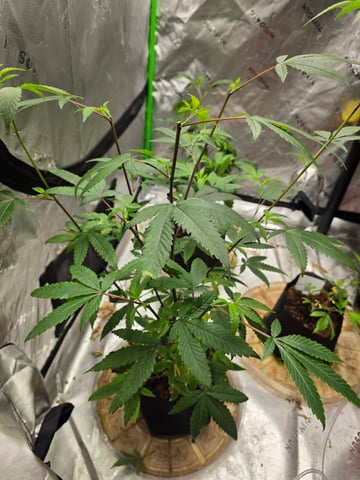 Oceanz 16 Pheno #1  — seedling_rooting, day 1