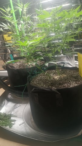 Gelato & Amnesia  — vegetative, day 37