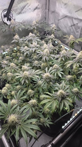 ethos genetics  — flower, day 108