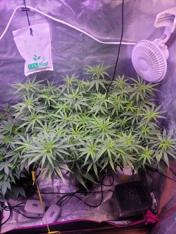 6th Grow — flower, day 40