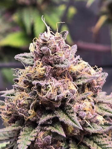 CLONES — flower, day 119