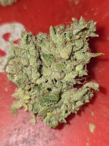 3rd Auto Grow — flower, day 171