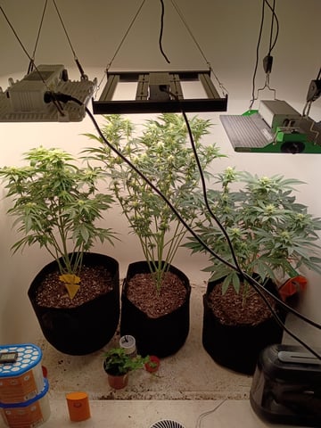 Lokie OG x Permanent Marker — flower, day 74