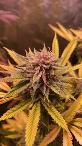 Tangie — flower, day 99