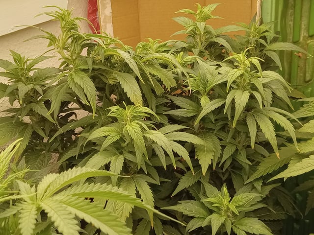 Blueberry critical kush x purple peyote wifi  and one L.a kush cake . — flower, day 33