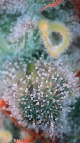 Dante's Inferno Rerun — flower, day 151