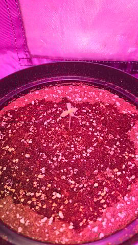 first grow adventure  — seedling_rooting, day 7