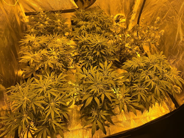 Autos AGAIN — flower, day 49