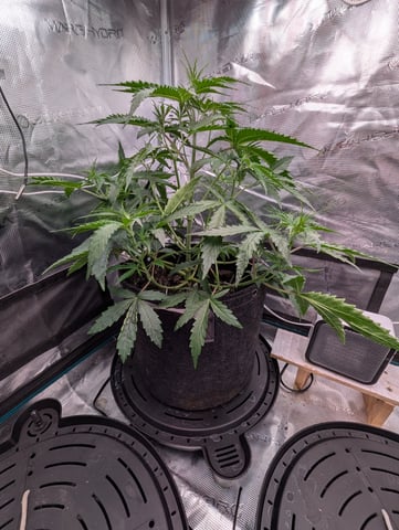 Control Plant — vegetative, day 60