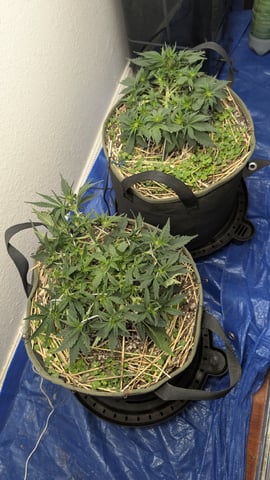 Double Smile And (Alien Vs Triangle X Strawberry Nuggets)