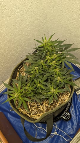 Sativa Summer Autos — flower, day 42