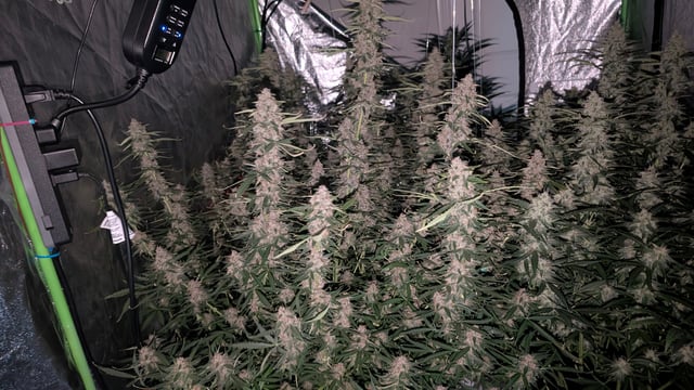 Strawberry Cheesecake Seedsman Seeds Autoflowers x2 — flower, day 81