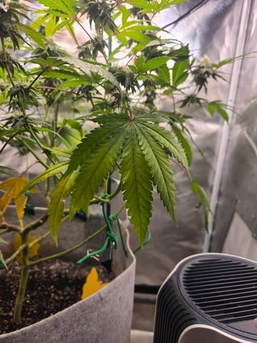 Looking for advice! — flower, day 78