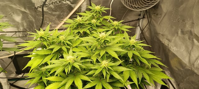 First Time Growing  — flower, day 58