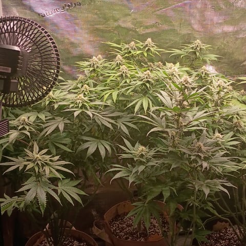 TentPlantLightFan — flower, day 101