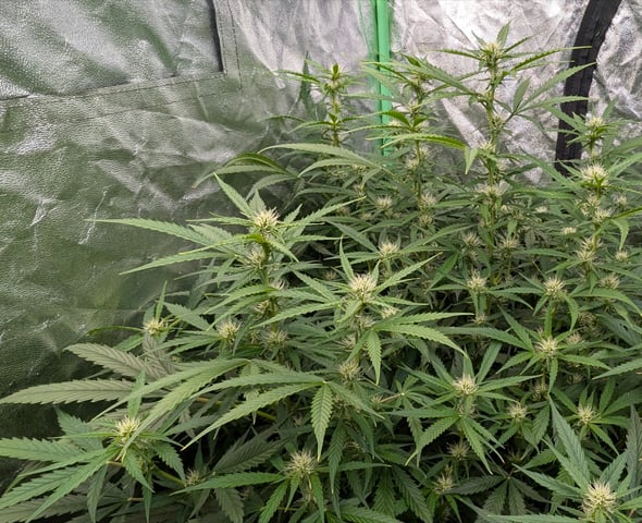 Strawberry Cheesecake Seedsman Seeds Autoflowers x2 — flower, day 61