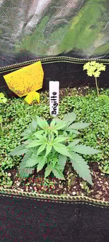 First Grow with the new setup  — vegetative, day 22