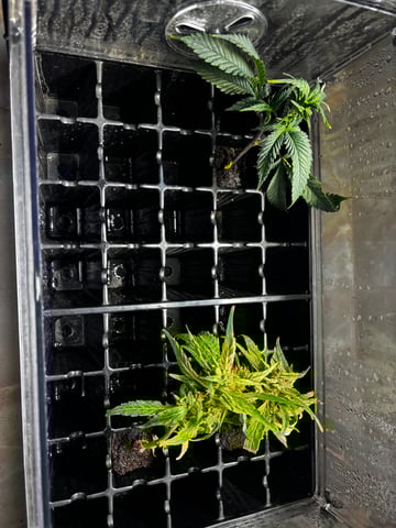 Mixed Freebies — vegetative, day 57