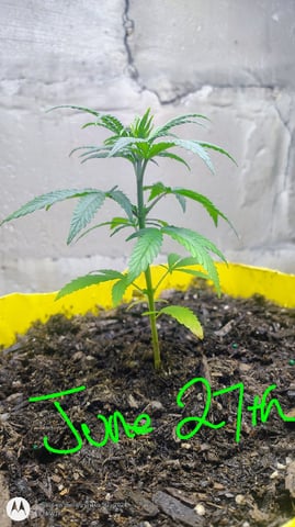 Miracle Murray  — seedling_rooting, day 27