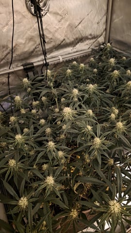 lilac diesel Rbx2