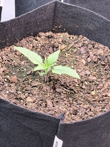 4’x8’ Grow1 — seedling_rooting, day 23