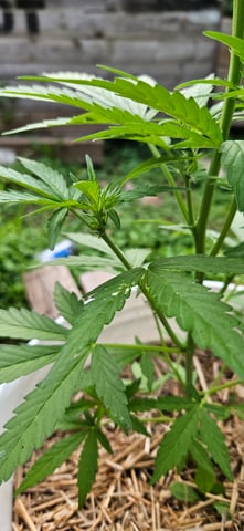 girl scout cookies (auto) — flower, day 43