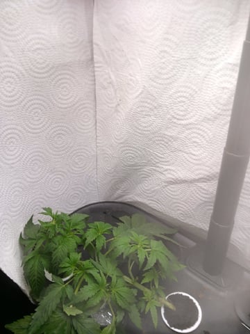Hydroponics Indica Trial #1