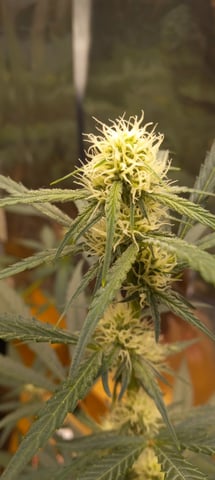 Piney — flower, day 13