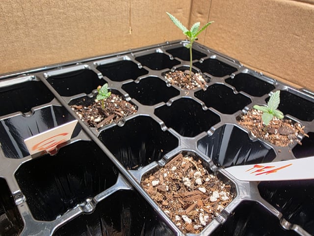 NFA & NYCD — grow_setup, day 1